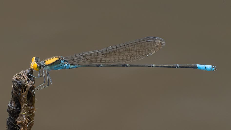 Pseudagsrion aureofrons (Gold-fronted Riverdamsel) male 4.jpg